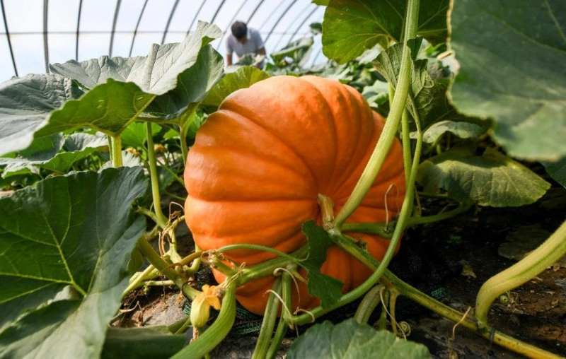Giant-Pumpkin-Soilless-Cultivation Giant-Pumpkin-Soilless-Cultivation